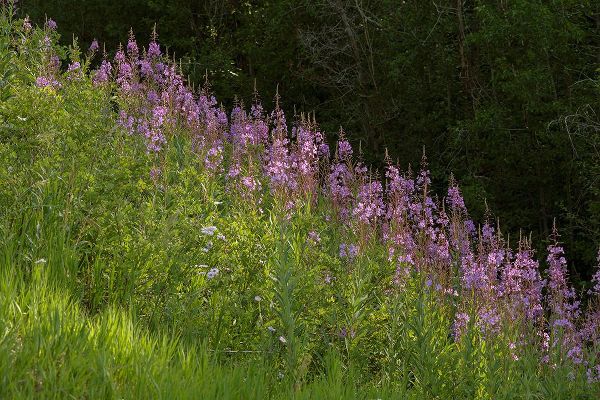 Jaynes Gallery 아티스트의 USA-Colorado-Gunnison National Forest Fireweed flowers작품입니다.